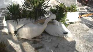 Mykonos Pelican: Petros, the trademark of Mykonos Greece