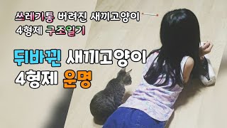 어미고양이가 이소 포기하고 낙오한 새끼고양이는 꽃길 걷고 어미고양이가 데려간 3형제는 생사도 알 수 없는 길냥이 생활을 한다