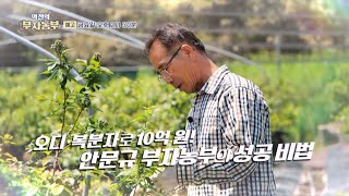 [역전의부자농부 252회 예고] 오디·복분자로 연 매출 10억 원! 전북 고창 안문규 부자농부