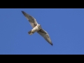 the virginia prairie falcon