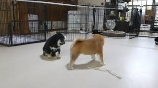 9月15日生後1か月の柴犬子犬達