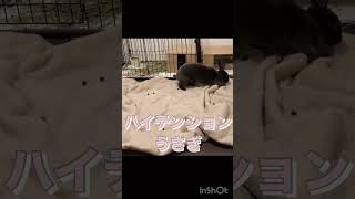 毛布にテンションが上がってフンを撒き散らすうさぎ#shorts #rabbit #うさぎ #animals