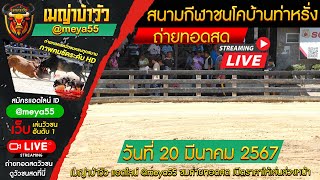 #ถ่ายทอดสดวัวชน สนามกีฬาชนโคบ้านท่าหรั่ง วันที่ 20 มีนาคม 2567 วัวชนสด วัวชนวันนี้ #วัวชน