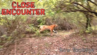 Tiger Charge on Forest patrolling staff