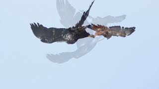 Bald Eagle \u0026 Red-tail Hawk Lock Talons