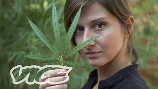 Serbian Cannabis: Between Pain and the Law