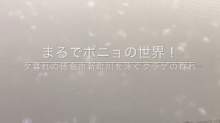 まるでポニョの世界！？徳島市新町川を泳ぐクラゲの群れ