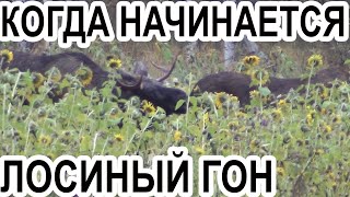 Когда начинается Лосиный гон