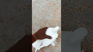 kabutar🇮🇳 viral video 😱❤️‍🔥#shorts #tiktok #trending #shortvideo