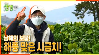 [2TV 생생정보] 남해의 보물! 해풍 맞은 시금치! | KBS 211130 방송