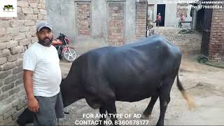 ਚੰਗੀ ਕੁਆਲਿਟੀ ਦੀ ਝੋਟੀ ਚੰਗੇ ਦਾਮ ਕੇ / Ad video / khalsa dairy farm / #dairyfarm #viralvideo #trending