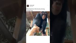 Showing How Ridiculously Strong Chimps Are 💪💪 cute funny animals 😹😹