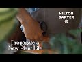 Hilton Carter for Target | Plant Propagation