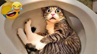 Funniest Dogs and Cats 2024🐶😼Try Not To Laugh😜