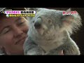 hitomi yoshizawa koala