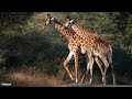 LIVE at the waterhole - 15 June 2025