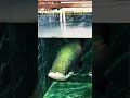 mma shorts arapaima gulps catfish arapaima arapaimagigas catfish redtailcatfish arapaimafish