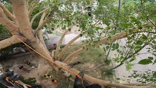 20231022-1-2 Tree Climbing Practice at Tai O, Hong Kong (Part 2/4)