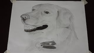 drawing of dog pencil sketch