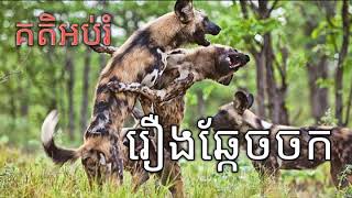 គតិអប់រំ រឿងឆ្កែចចក