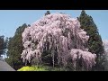 満開！　豪華な合戦場のしだれ桜　 japanese sakura in fukushima