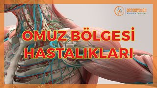 OMUZ BÖLGESI VE HASTALIKLARI