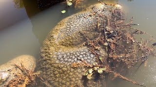 The Magnificent Bryozoan