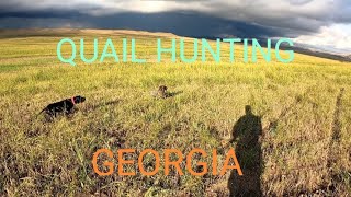 ნადირობა მწყერზე 17.09.2023 - Quail hunting Highlights