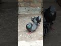 #pigeon #pets #attitude #pigeonsong #bird #kabutar #pigeonpigeon #birdspecies