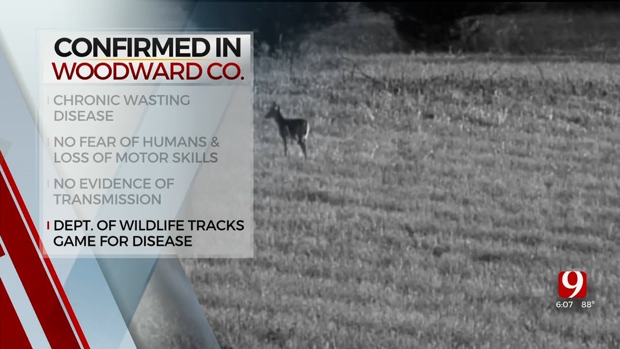 Deer Found With Chronic Wasting Disease In Woodward County In 2nd ...