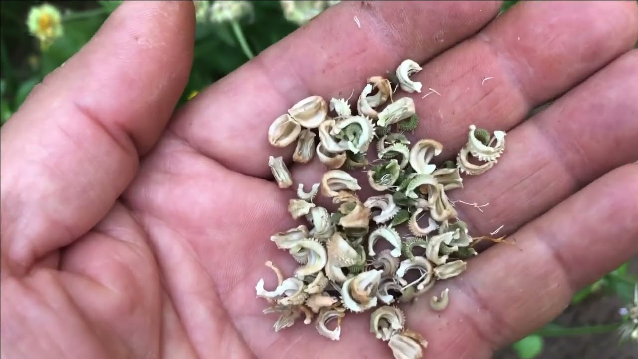 When And How To Collect And Store Calendula Seeds - YouTube