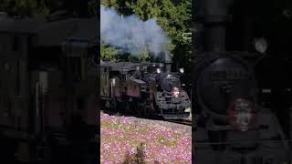 コスモス満開！倉ケ崎SL花畑  東武鉄道「SL大樹」2023.10.22 Tobu railway Steam loco C11 passing Kuragasaki cosmos field.