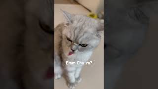 코에 츄르 묻고 츄르 찾는 고양이 #cat #viralvideo #shortvideo #cutecat #猫