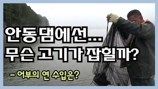 #안동댐/새벽 안개를 헤치고 그물을 올리니 대물잉어 민물장어 쏘가리가 끝없이!  See what kind of fish is caught in a big lake in Korea!