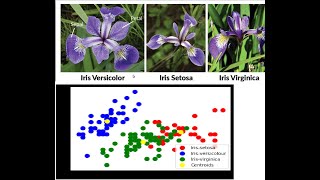 Unsupervised machine learning on Iris dataset in Python (Easy)