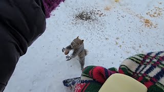 SquirreloVision! Why I sit in my back yard in December featuring several spunky squirrels. Go Beth!