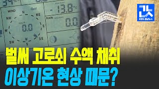 [여기는 진주] 벌써 고로쇠 수액 채취…채취 시기 앞당겨진 이유는? / KBS 2021.02.02.