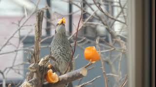 ミカンを食べるヒヨドリ　Brown-eared bulbul (Hypsipetes amaurotis) eating satsuma orange