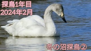 2024年2月 冬の沼探鳥②