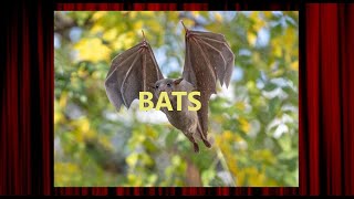 😌 Bats - Bracken Cave - Texas #nature #earth #wildlife