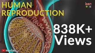 Human Reproduction | Iken Edu Human Reproduction | Iken Edu