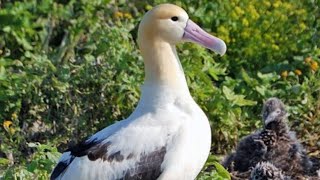 क्या है ALBATROSS BIRD की खासियत 🤯🐦 | BOOM FACTS LG | #shorts