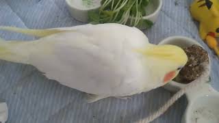 オカメインコのチョコボのモーニングルーティン　2022.6.10