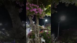 PHILIPPINES OLD BOUGAINVILLA FULL OF FLOWERS.