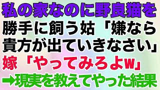 【スカッとする話】私の家なのに野良猫を勝手に飼う姑「嫌なら貴方が出ていきなさい！」嫁「やれるもんならやってみろw」→バカな姑に現実を教えてやった結果w【修羅場】