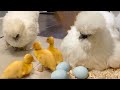 Mother’s Love ❤️ ! Amazing Silkie Hen Hatched Cutest Ducklings 🐤🐤🐤. How To Take Care A Broody Hen