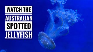 Australian Spotted Jellyfish