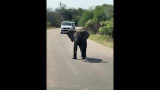 Wildlife | Episode 5: Elephants of Africa & Asia | Free Documentary Nature#shorts #animals