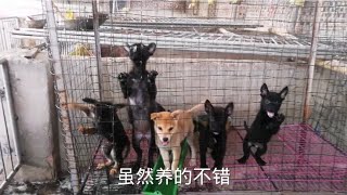 广西土狗养殖多年经验，从最先圈养到现在的笼养，笼养有哪些好处 - dogs