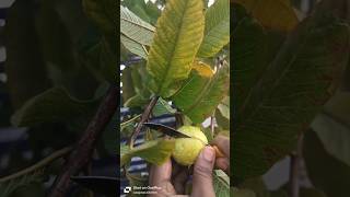 Ma chettu jamakayalu #food #guava #garden #shortsfeed #shorts #plants #guava #short#fruit #foodie